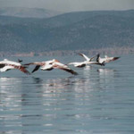 Pelikane